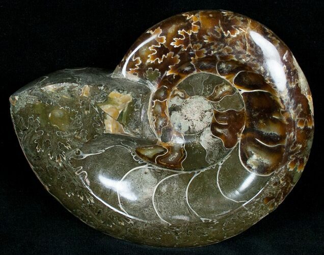 Wide Polished Ammonite Dish #7022